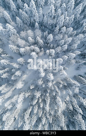 Winter Forest, fotografiert von einem Unmanned Aerial Vehicle (UAV). Zug, Schweiz Stockfoto