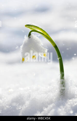 Märzenbecher (Leucojum vernum), blühende Pflanze im Schnee Stockfoto