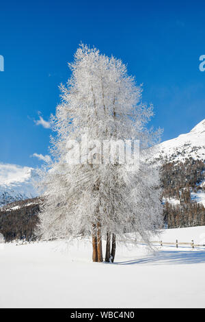Gemeinsame Lärche, Europäische Lärche (Larix decidua). Bäume im Winter. Graubünden, Schweiz Stockfoto