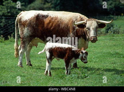 LONGHORN Kuh mit Kalb. Seltene Rasse. Stockfoto