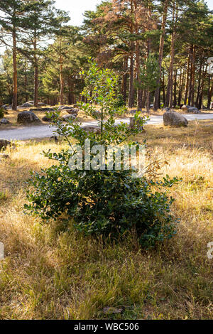 Kleine holly neben einer Straße in den Wald bei Sonnenuntergang Stockfoto