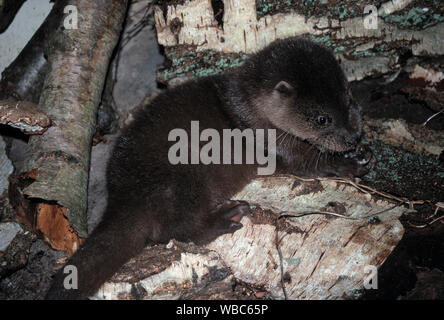 Fischotter (Lutra Lutra). Zehn Wochen alten Cub, Fütterung auf feste Nahrung los. Entwöhnt. Gerettet, Sturm orphan geblasen. Die Inneren Hebriden, Westküste Schottlands. Später auf dem Gelände des Findens freigegeben. ​ Stockfoto