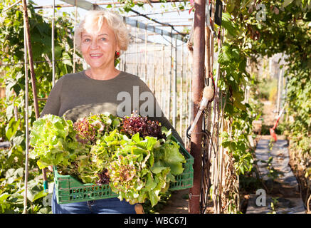 Positive ältere Frau, die verschiedene Sorten Salat im Garten Stockfoto