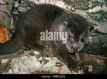 Fischotter (Lutra Lutra). Zehn Wochen alten Cub, Fütterung auf eine feste Nahrung los. Entwöhnt. Gerettet, Sturm orphan geblasen. Später freigelassen. Innere Hebriden, Westküste Schottland. ​ Stockfoto