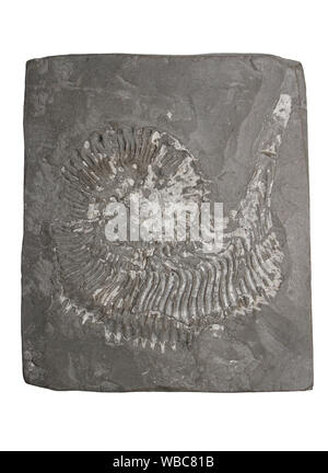 Ammonit Cosmoceras jason Jurassic, Oxford Clay Christian Malford, Nr Chippenham, Wiltshire, Großbritannien Stockfoto