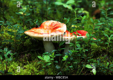 Essbare Bedruckungstinte weiß Pilz mit orange Kappe auf der Bright Green moosigen Waldboden. Stockfoto