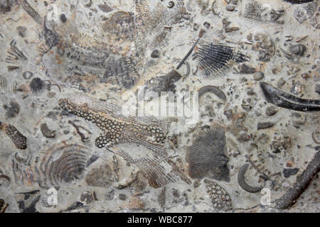 Much Wenlock Kalkstein Formation mit Fossilien von silur Reef Fauna einschließlich Brachiopoden, Crinoiden und Bryozoen - Dudley, West Midlands, UK Stockfoto