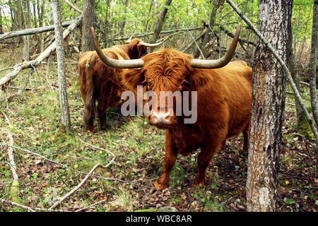 Nahaufnahme eines schottischen Highland Kuh mit einer Kuh und ein junges Kalb saugen im Hintergrund, im Naturschutz Seite in Tallinn, Estland Stockfoto