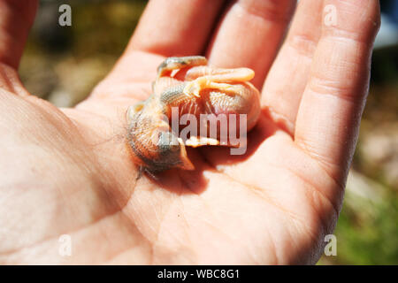 Nahaufnahme der Gruppe der neugeborenen Europäische Wild pied Schopftyrann (pied schopftyrann) Hatchling" Küken auf Palm der menschlichen Hand Stockfoto