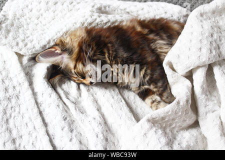 Junge Katze schlafen auf einer weißen Decke auf dem Sofa. Hygge Konzept. Stockfoto