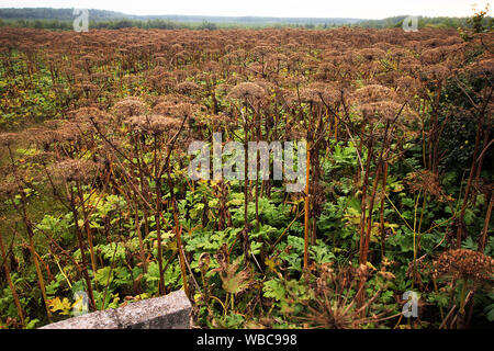 Gefährliche invasive Pflanze Pastinaken Sosnowski gwowing in großen Gruppen, die Büsche und Wälder. Alle Teile der Arten Heracleum Sosnowskyi enthalten die Stockfoto