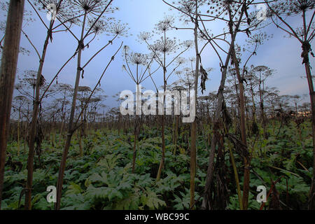 Gefährliche invasive Pflanze Pastinaken Sosnowski gwowing in großen Gruppen, die Büsche und Wälder. Alle Teile der Arten Heracleum Sosnowskyi enthalten die Stockfoto