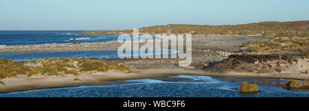 Eselspinguine (Pygoscelis papua) Überqueren einer Lagune auf dem Weg zu ihrer Kolonie nach einem Tag der Fütterung auf See. Sea Lion Island in den Falkland Stockfoto