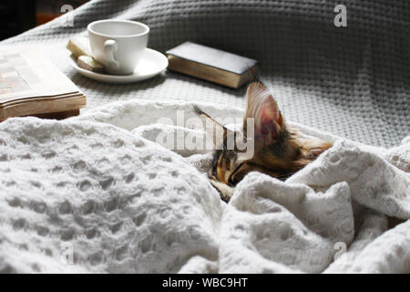 Junge Katze schlafen auf einer weißen Decke auf dem Sofa mit einer Tasse Kaffee. Hygge Konzept. Stockfoto