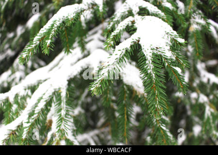Nahaufnahme der schneebedeckte Tanne oder Fichte Äste und Nadeln (Pinus sylvestris) Stockfoto