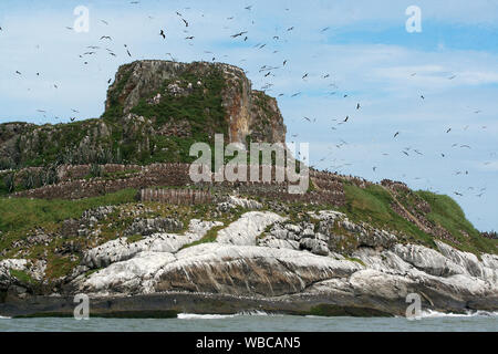 Kolonie von herrlichen Frigate (Fregata magnificens) in Französisch-guayana auf der Insel Grand Connétable. Himmel, Meer und Insel Hintergrund. Stockfoto