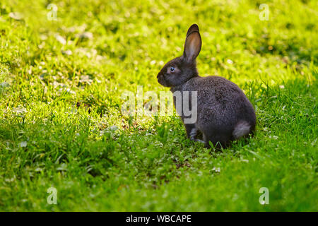 Cottontail bunny Rabbit sitzt auf dem Gras. Für Text platzieren. Stockfoto