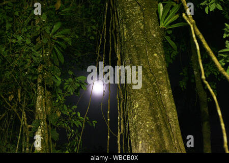 Eine mystische Nacht mit Vollmond im Süden Americain Regenwald. Stockfoto