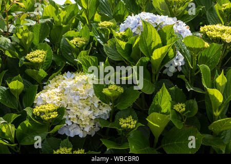 Blühende hydrangea (Hortensie) wächst wild in der Natur. Zustand Symbol der Inseln. Frische grüne Blätter um die Blumen. Sao Miguel, Azoren Isla Stockfoto