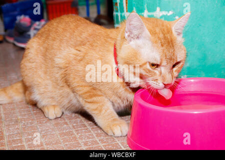 Ginger cat orange Essen in rosa Schüssel Stockfoto