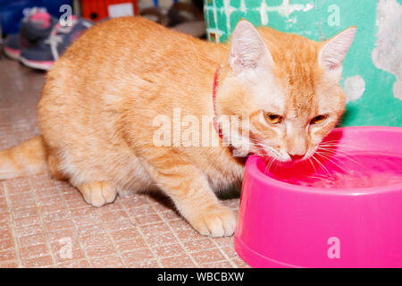 Ginger cat orange Essen in rosa Schüssel Stockfoto