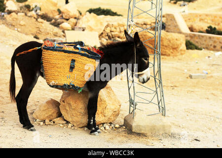 Ein transport Esel in die Landschaft Tunesiens arbeiten Stockfoto