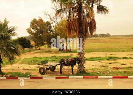 Ein transport Esel in die Landschaft Tunesiens arbeiten Stockfoto