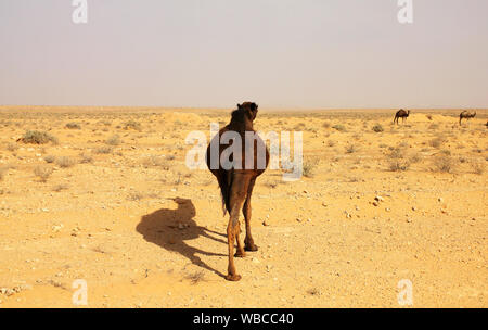 Wilde Kamele in der tunesischen Sahara Nord Stockfoto