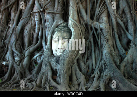 Kopf des Buddha im Baum wurzeln in Ayutthaya, Thailand gefangen Stockfoto