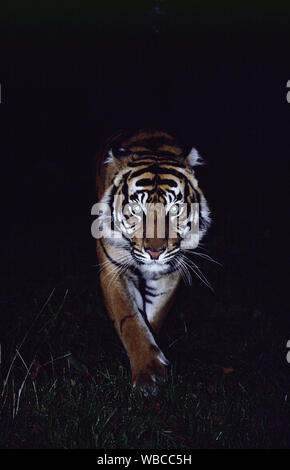 Sumatra Tiger Panthera tigris sumatrae, Anzeigen eyeshine in der Nacht. Einen schleichenden, langsam, bedächtig, mit der Absicht, ​ Ansatz. (In Gefangenschaft) Stockfoto