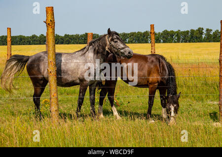 Ein paar Pferde grasen auf den eingezäunten Weide. Viehbestand Stockfoto