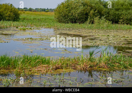 Ein See mit weißer Lilie Blumen vor blauem Himmel. Hintergrund. Stockfoto