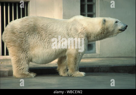 Eisbär (Ursus maritimus), in eine veraltete Gehege im Zoo, Menagerie. Einfallslos, steril, ohne ökologische Bereicherung. Osteuropa. ​ Stockfoto