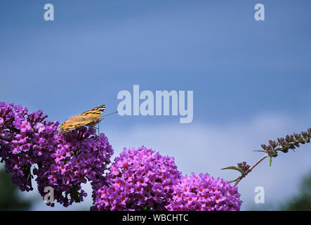 Torf Lane, Bewerley, North Yorkshire, England, UK. 03.08.2019. Ein Distelfalter Schmetterling auf einem sommerflieder Bush in voller Blüte, der Fütterung in der warmen, August Stockfoto