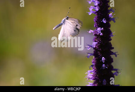 Kohlweißling mit schneller schlagenden Flügeln nähert sich eine purpurrote Blume Stockfoto