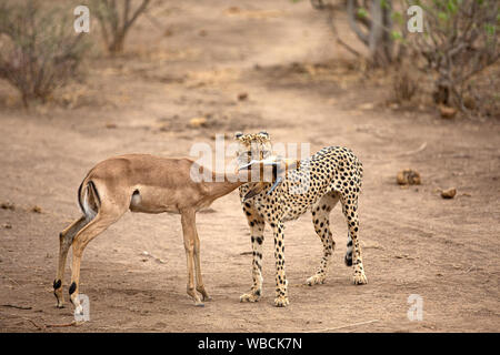 Ein Gepard schnürt ein Junge männliche Impala auf Mashatu Game Reserve in den Tuli, Botswana, Afrika. Afrikanische Geparden kann Geschwindigkeiten von 112 km/h erreichen. Stockfoto