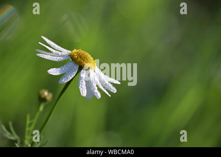 Daisy mit Wassertropfen Nahaufnahme auf der grünen Wiese. Auf Kamille weißen Blütenblättern, frische Sommer Natur Tau Stockfoto