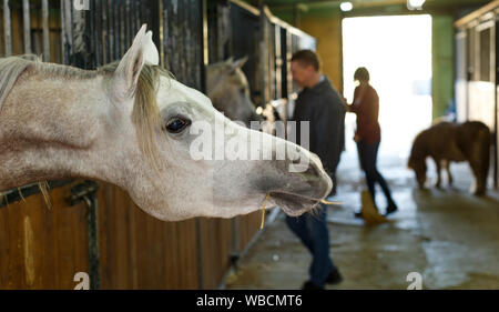 Nahaufnahme von roan Pferd Kopf mit Landarbeitern auf den Hintergrund in stabilen Stockfoto