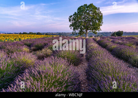 Lavendel und Sonnenblumenfeld, Lavandula angustifolia, Plateau de Valensole, Frankreich, Provence-Alpes-Cote d'Azur, Frankreich Stockfoto
