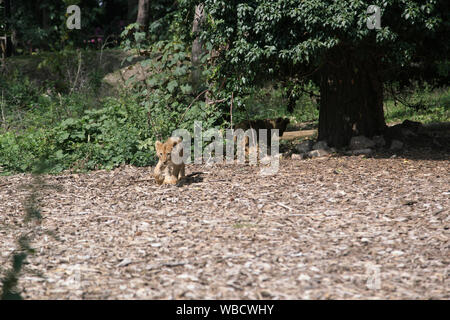 Lion Cub bei Lion Lodge, Port Lympne Wild Animal Park Stockfoto