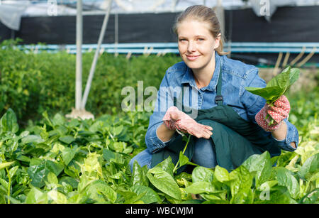 Positive weibliche Gärtner in Schürze arbeiten mit schleichenden Spinat im Treibhaus. Stockfoto