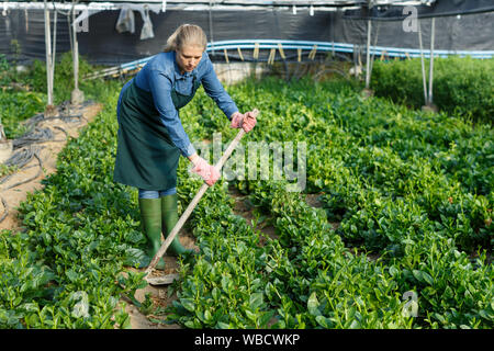 Junge Frau Gärtner in Schürze mit mattock Arbeiten mit Malabar Spinat im Treibhaus. Stockfoto