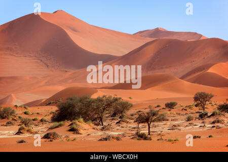 Bunte Dünen im Dead Vlei, Sossusvlei, Namibia Stockfoto