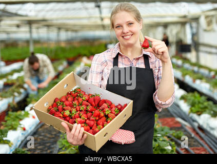 Gartenbau und Landwirtschaft Konzept, lächelnd weibliche Betriebsinhaber stehen mit Box der geernteten Erdbeere Stockfoto