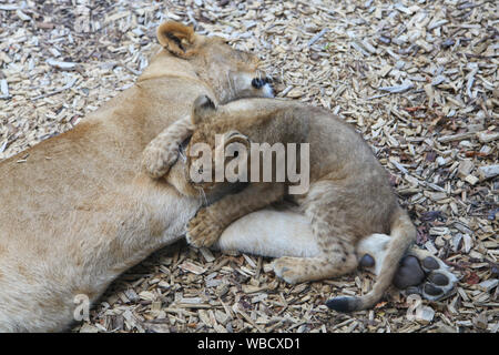 Löwin mit Cub bei Lion Lodge, Port Lympne Wild Animal Park Stockfoto