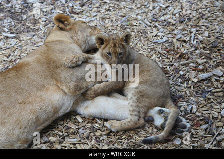 Löwin mit Cub bei Lion Lodge, Port Lympne Wild Animal Park Stockfoto