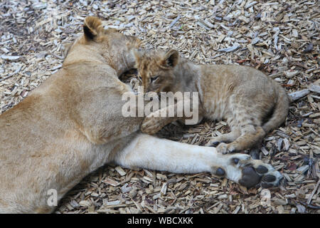 Löwin mit Cub bei Lion Lodge, Port Lympne Wild Animal Park Stockfoto