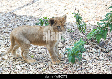 Der Löwinnen bei Lion Lodge, Port Lympne Wild Animal Park Stockfoto