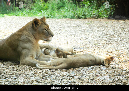 Löwin und Jungen am Lion Lodge, Port Lympne Wild Animal Park Stockfoto