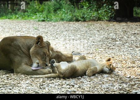 Löwin und Jungen am Lion Lodge, Port Lympne Wild Animal Park Stockfoto